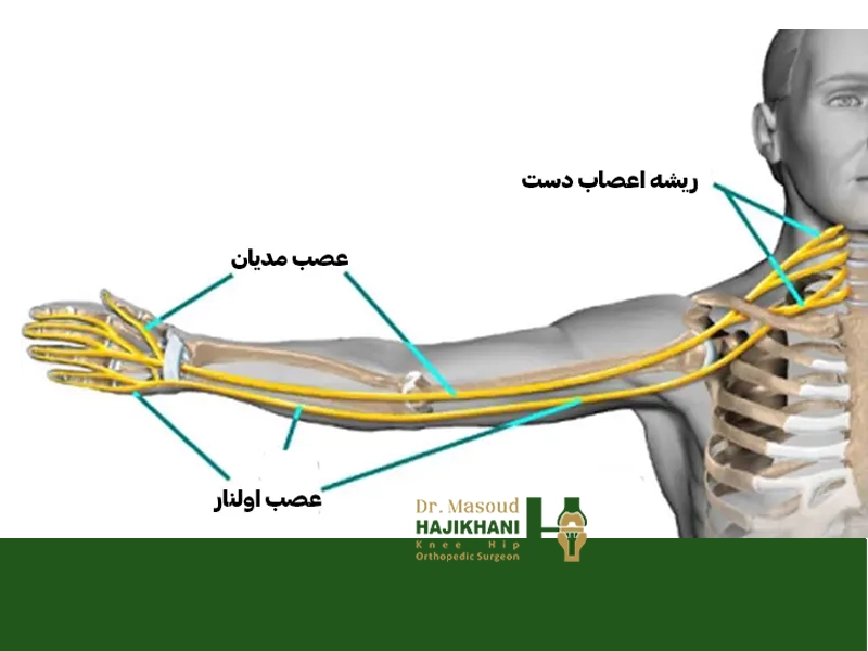 ساختار عصبی دست و نقش هر عصب